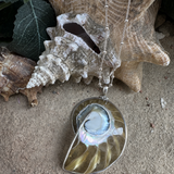 Nautilus Shell Statement Pendant ~ Clear