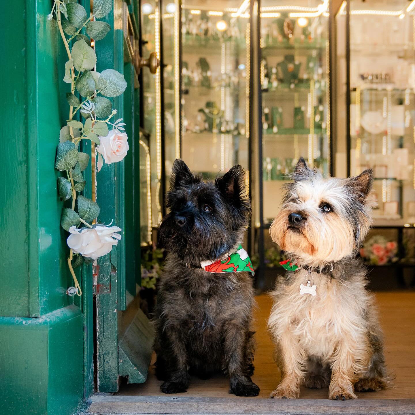 Two small dogs standing on a step in front of a store with decorative elements.