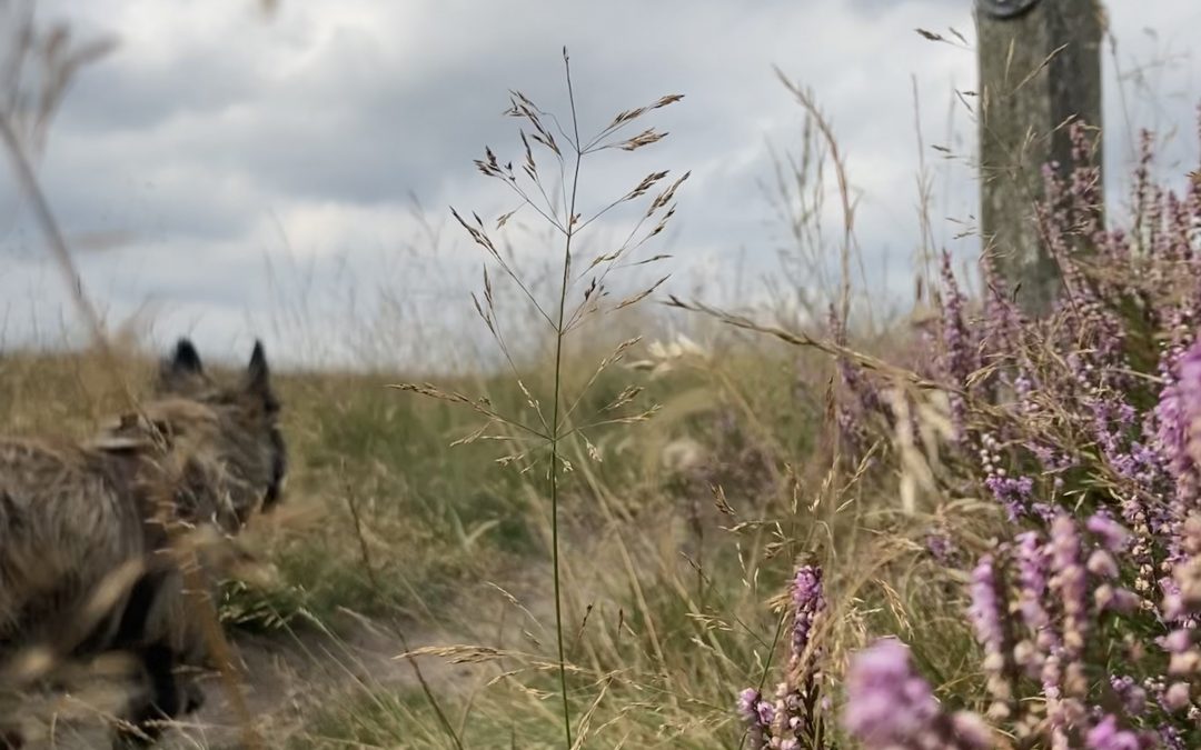 Heathcliff the Cairn Terrier on Beeley Moor with purple heather