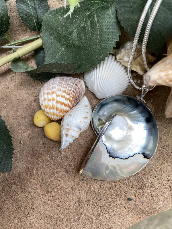 nautilus shell pendant closer