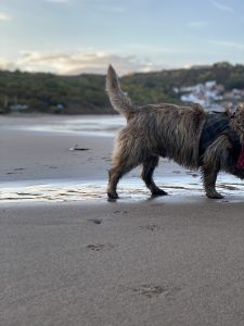 Heathcliff's bottom on the beach